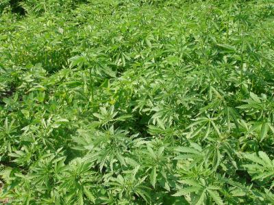 Стражи порядка уничтожили заросли дикой конопли под Михайловом и в Рязани