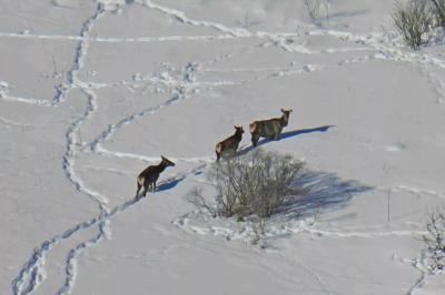 В Рязанской области определяют численность животных