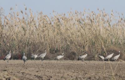 Окский заповедник рассказал о зимовке серых журавлей в Турции