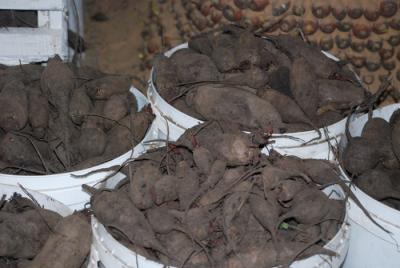 Заготовлены овощи для рязанских колоний