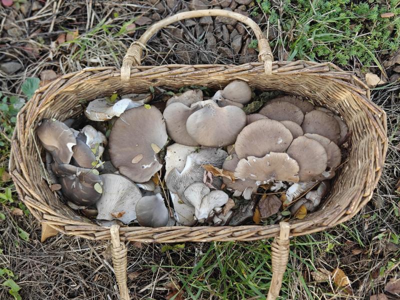 В рязанских лесах началась охота за вешенками