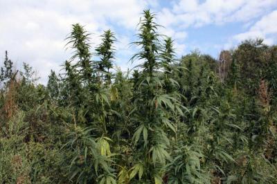 Под Шацком ликвидированы заросли дикой конопли