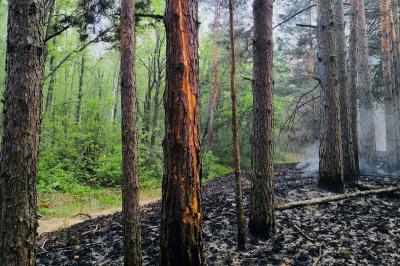 В Сасовском лесничестве из-за грозы произошёл лесной пожар