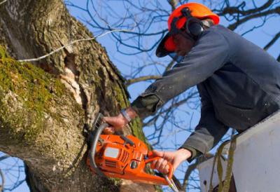 Из-за опиловки деревьев часть улиц Рязани на пару дней останется без света