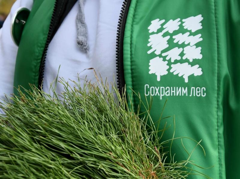 В Рязанской области продолжают сажать деревья в рамках акции «Сохраним лес»