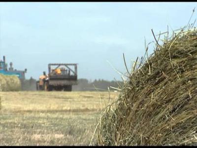Аграрии Рязанщины заготавливают корма при любой погоде