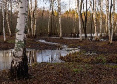 Очаг непарного шелкопряда в рязанских лесах вступил в фазу кризиса