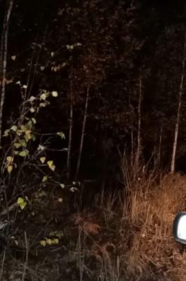 В лесу около Уржинского озера отыскали заблудившегося грибника