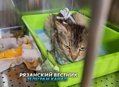 Рязанские ветврачи спасли кошку, простреленную стрелой из арбалета