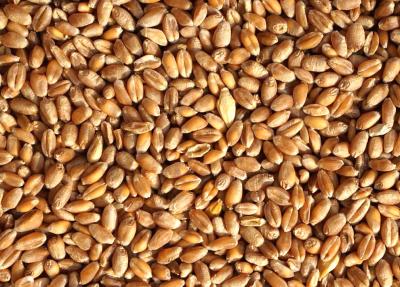 Рязанские кулинары готовят блюда из древнего вида пшеницы