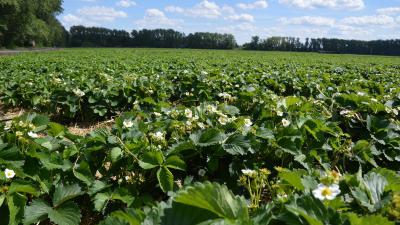 Фото: ИД «Пресса»