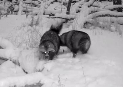 В Окском заповеднике поведали о личной жизни енотовидных собак