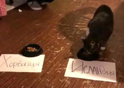Рязанская кошка предсказала победу Исландии в футбольном матче с Хорватией