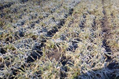 Рязанские аграрии продолжают подготовку к весеннему севу