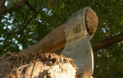 Сотрудник Спасского лесничества оштрафован на полмиллиона рублей за взятку