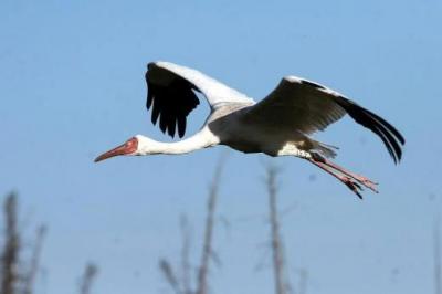 Стерху Путина нашли рязанскую невесту