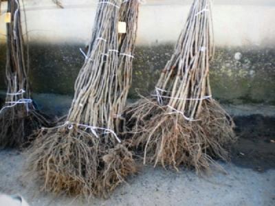 На рынках Рязани прошёл рейд по реализации саженцев