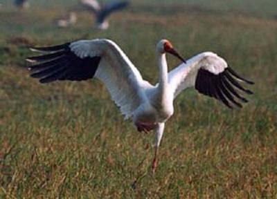 В Рязанской области пересчитают стерхов