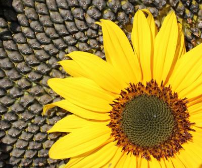 На Рязанщине продолжают убирать подсолнечник, сою и иные агрокультуры