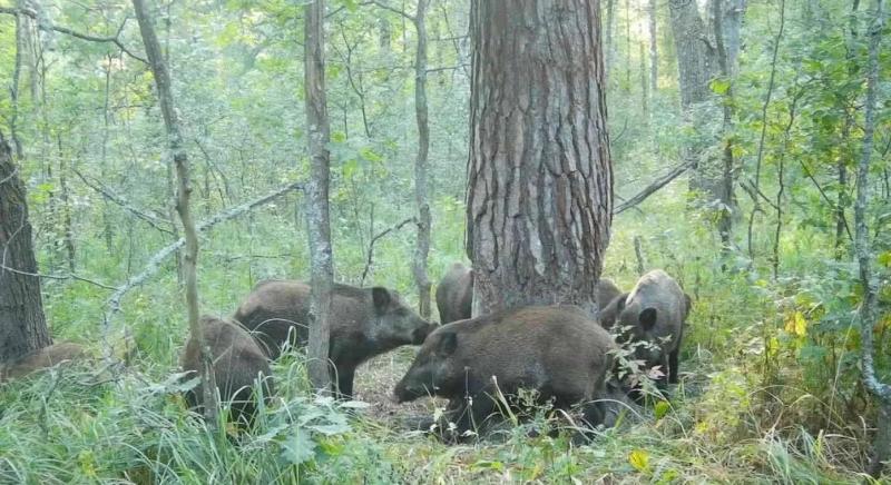 Кабаны в Окском заповеднике радуются урожаю желудей