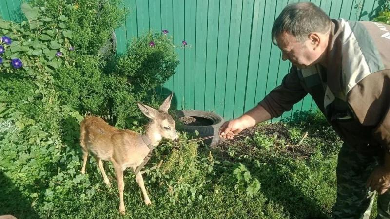 Житель Сараевского округа выходил новорождённую косулю