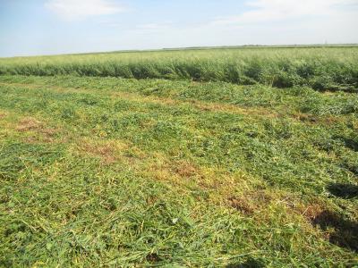 Рязанские агарарии продолжают заготавливать корма