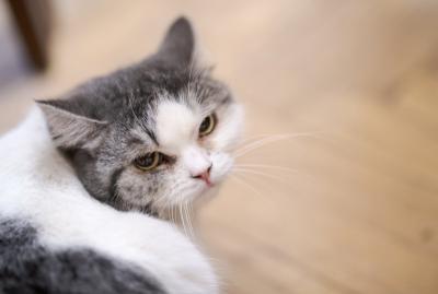 Рязанская кошка Ефросинья прошла в полуфинал конкурса #ХвостатыйХранитель