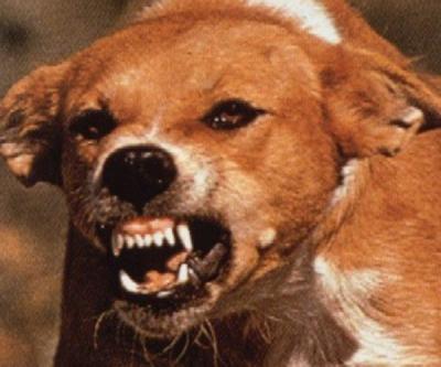 Карантин по бешенству отменён в двух населённых пунктах Рязанщины