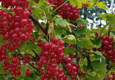 В смородине одного из рязанских хозяйств нашли пестициды