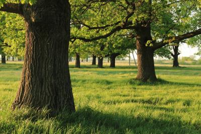 Начинается обсуждение будущего памятника природы «Дубки»