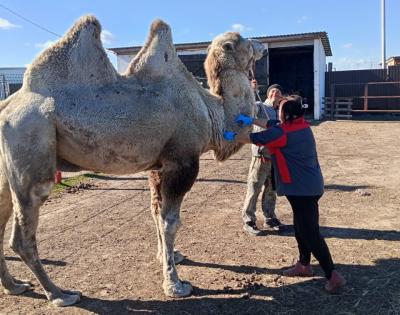 В Рязанском районе сделали прививку от бешенства верблюду, укусившему девочку
