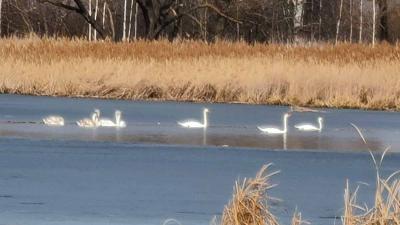 На Новомичуринское водохранилище сняли цапель и лебедей