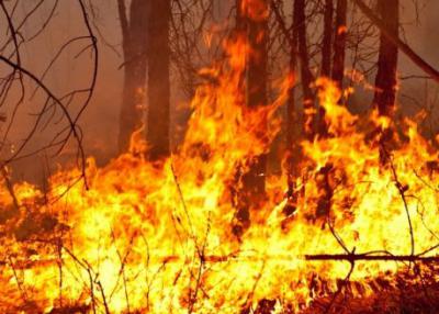 На прошедшей неделе в Рязанской области произошёл один лесной пожар