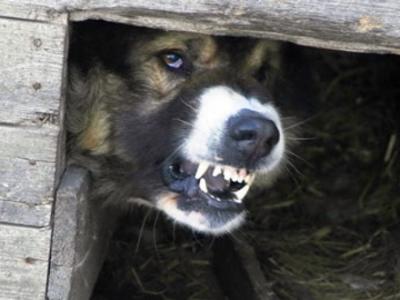 В Михайлове отменён карантин по бешенству животных