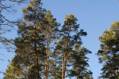 Посещение Окского заповедника станет ещё дороже