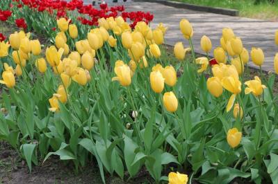 Виталий Артёмов рассказал о цветочном оформлении города к майским праздникам