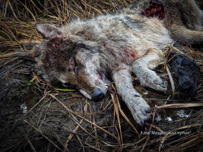 Рязанцы обнаружили убитую лосем волчицу в мещёрском лесу