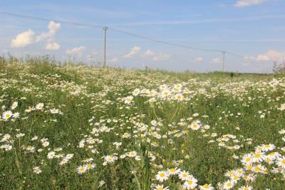 Специалисты «Рязаньэнерго» призывают дачников соблюдать правила электробезопасности