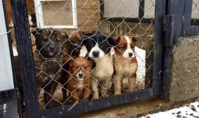 Рязанцы рассказали об отравлении бездомных собак