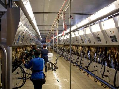 В Рязанской области началась подготовка к конкурсу мастеров машинного доения