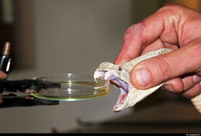 В Касимовской ЦРБ особенно востребована противозмеиная сыворотка