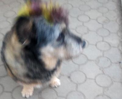 В Октябрьском городке чудо-пёс пытался забраться в маршрутку