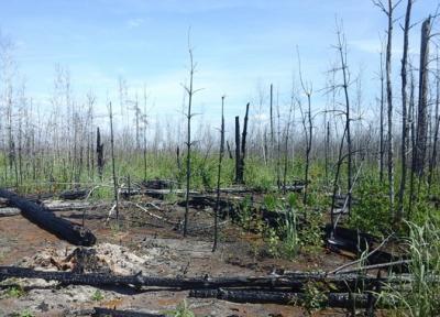Обследование гарей рязанских лесов завершат к 2025 году