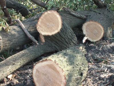 За два спиленных дуба у рязанца отобрали автомашины и охотничьи ружья