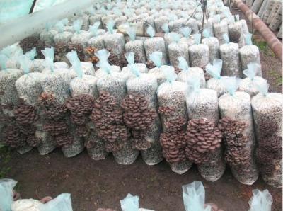 Шиловский район пополнила грибная ферма