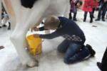 Мастер-класс в доильном зале