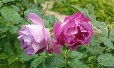 В Рязанской области ожидается тёплый день