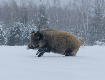 В Окском заповеднике рассказали, как кабаны справляются со снегом