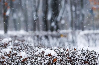 На Рязанщине ожидают небольшой снег