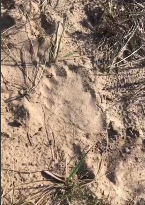 Медведь отметился в районе Голованово Клепиковского района